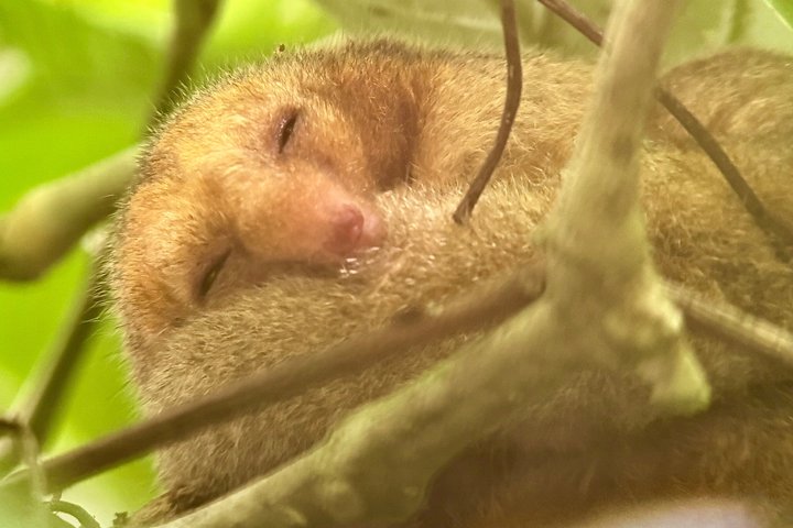Corcovado National Park Day Tour: Guided Wildlife Walk at Sirena