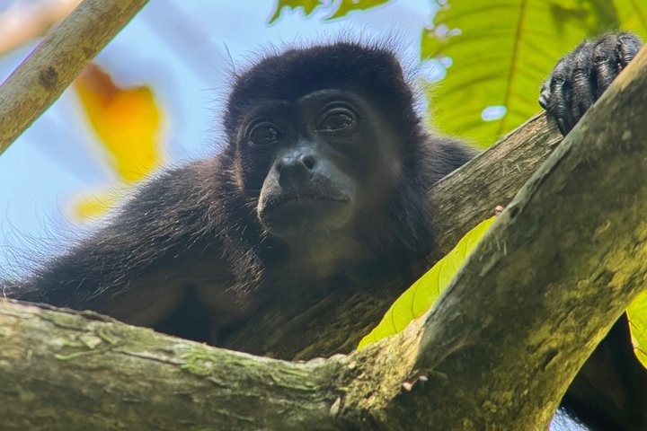 Corcovado National Park Day Tour: Guided Wildlife Walk at Sirena