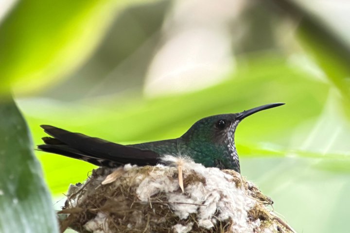 Corcovado National Park Day Tour: Guided Wildlife Walk at Sirena