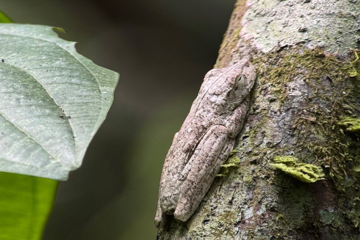 Corcovado National Park Day Tour: Guided Wildlife Walk at Sirena