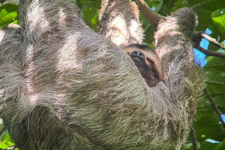 Corcovado National Park Day Tour: Guided Wildlife Walk at Sirena