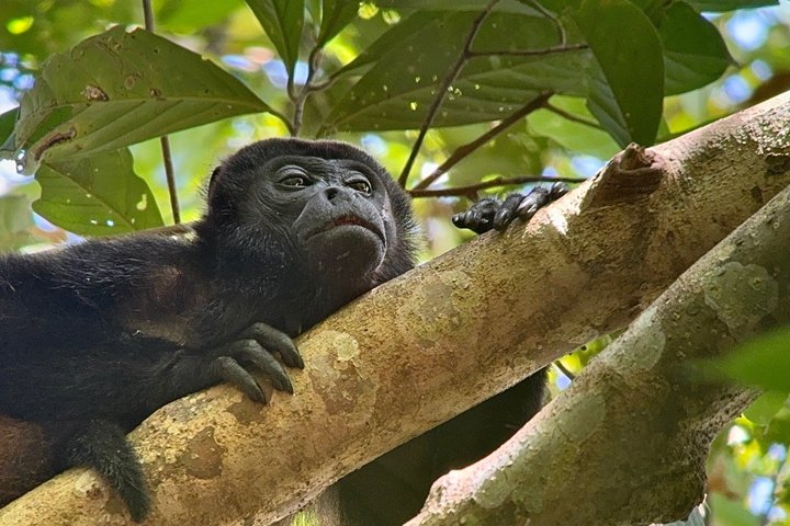 Corcovado National Park Day Tour: Guided Wildlife Walk at Sirena