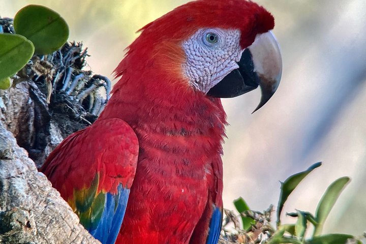 Corcovado National Park Day Tour: Guided Wildlife Walk at Sirena