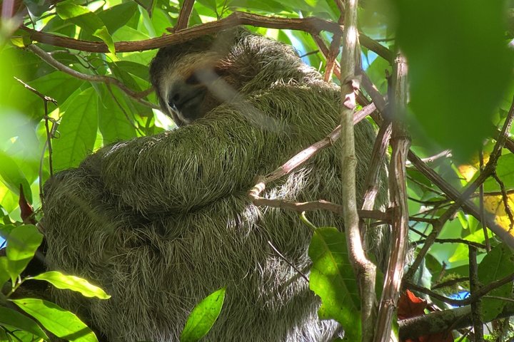 Corcovado National Park Day Tour: Guided Wildlife Walk at Sirena