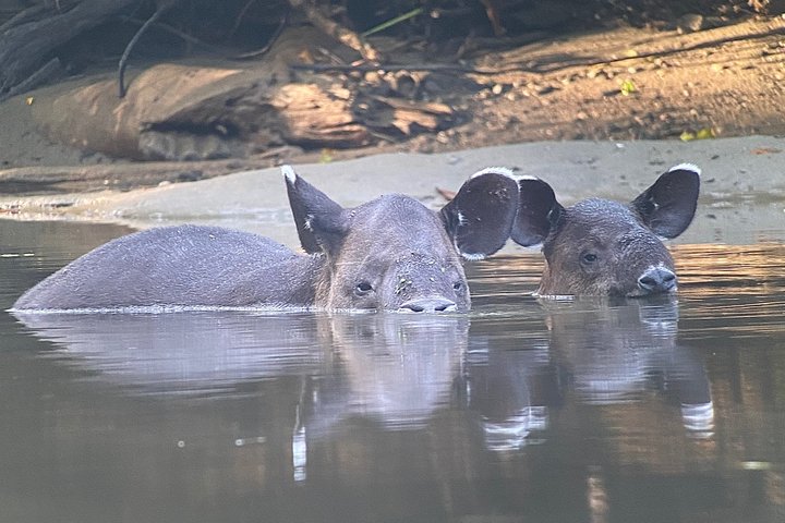 Corcovado National Park Day Tour: Guided Wildlife Walk at Sirena