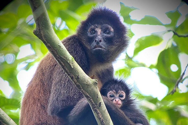 Corcovado National Park Day Tour: Guided Wildlife Walk at Sirena