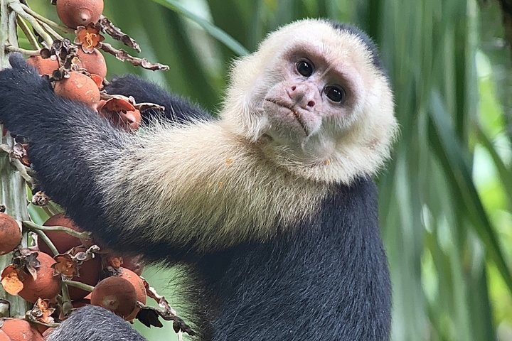 Corcovado National Park Day Tour: Guided Wildlife Walk at Sirena