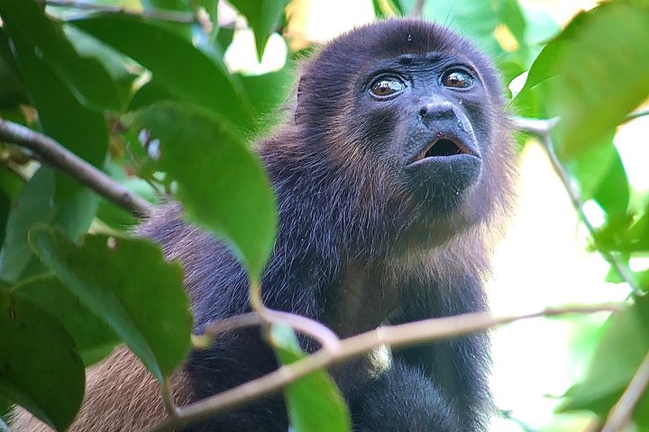 Corcovado National Park Day Tour: Guided Wildlife Walk at Sirena