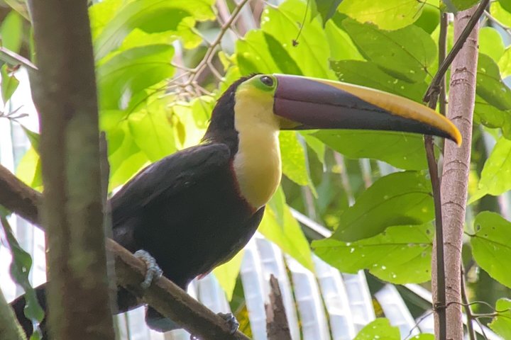 Corcovado National Park Day Tour: Guided Wildlife Walk at Sirena