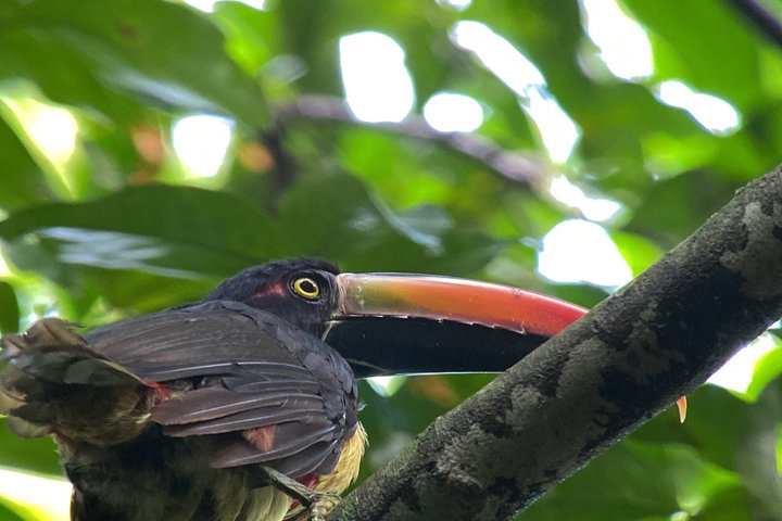 Corcovado National Park Day Tour: Guided Wildlife Walk at Sirena