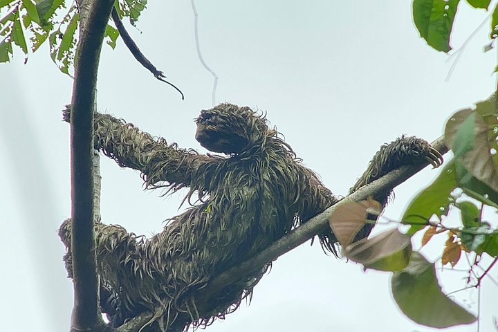 Corcovado National Park Day Tour: Guided Wildlife Walk at Sirena