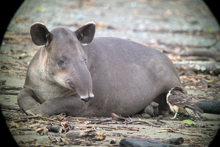 Corcovado National Park Day Tour: Guided Wildlife Walk at Sirena