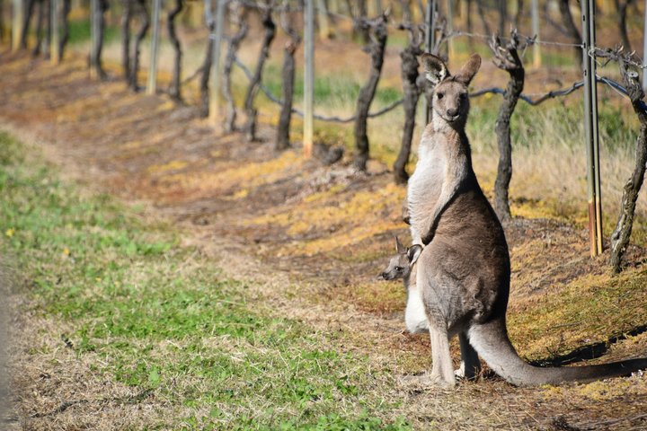 Premium Hunter Valley Wine Tour with Tastings & 2 Course Lunch