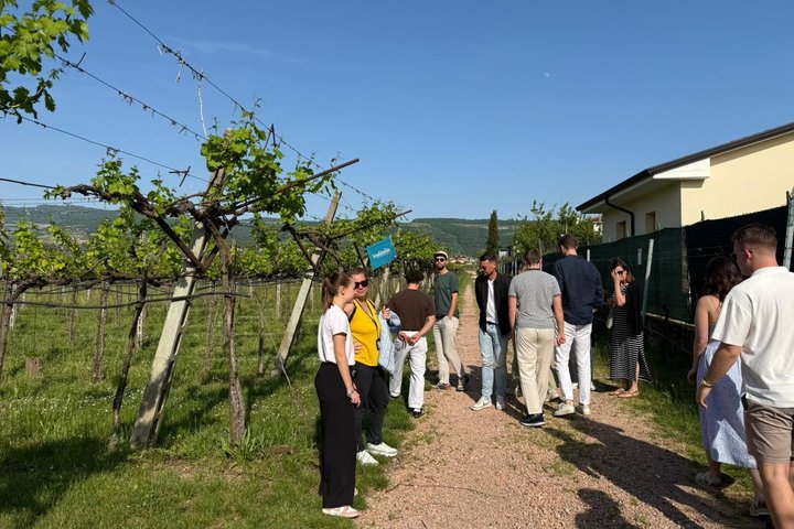 From Verona: Half-Day Valpolicella & Amarone Wine Experience