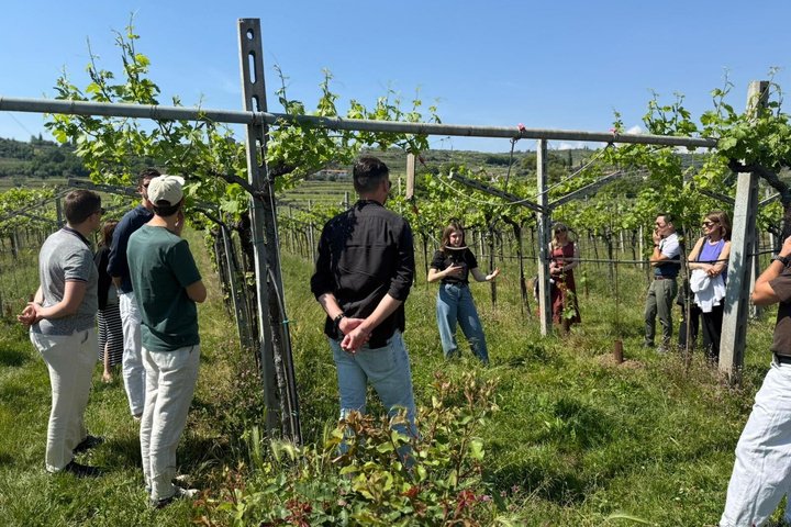 From Verona: Half-Day Valpolicella & Amarone Wine Experience