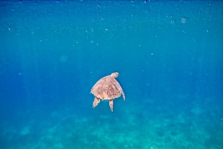 Tortola Private Tour and Snorkeling in the most beautiful beaches