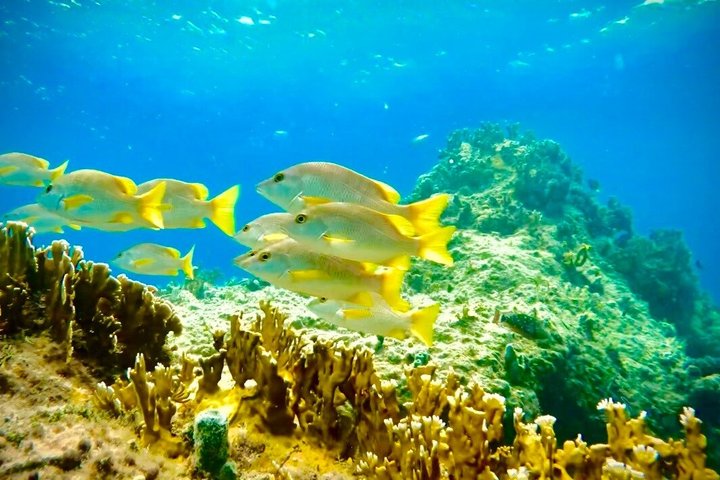 Tortola Private Tour and Snorkeling in the most beautiful beaches