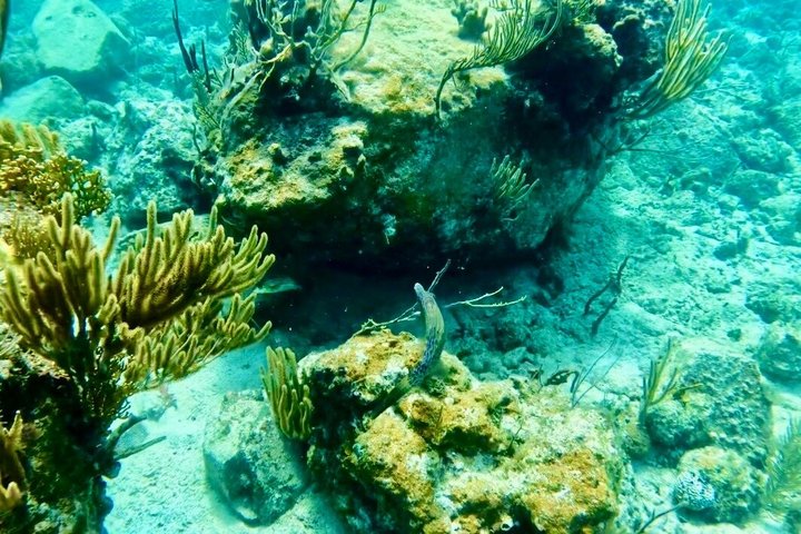 Tortola Private Tour and Snorkeling in the most beautiful beaches