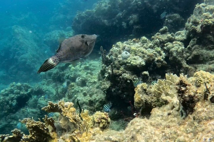 Tortola Private Tour and Snorkeling in the most beautiful beaches