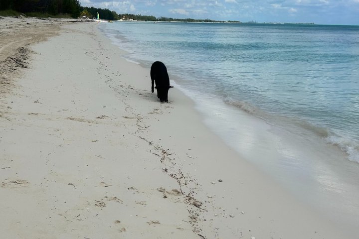 Swim with the Pigs Freeport @Creative Eco Adventures