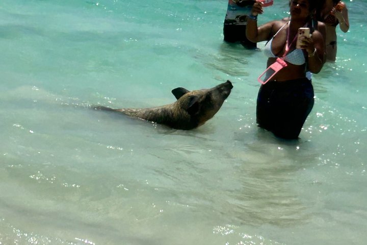 Swim with the Pigs Freeport @Creative Eco Adventures