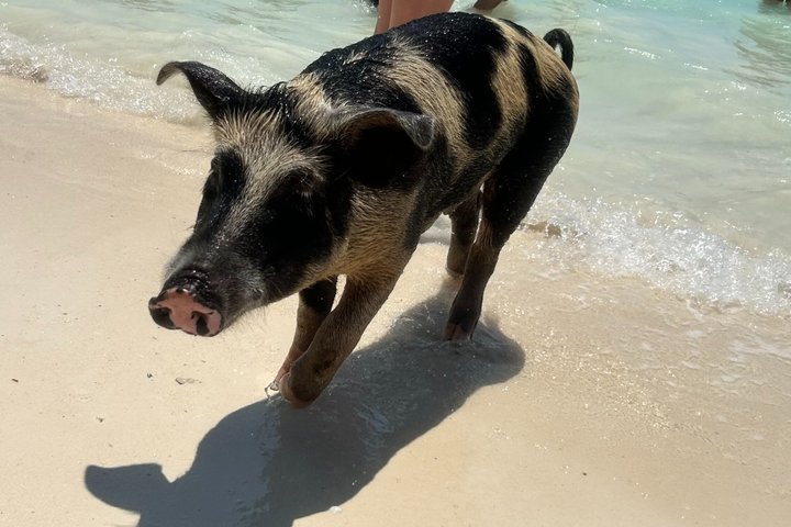 Swim with the Pigs Freeport @Creative Eco Adventures