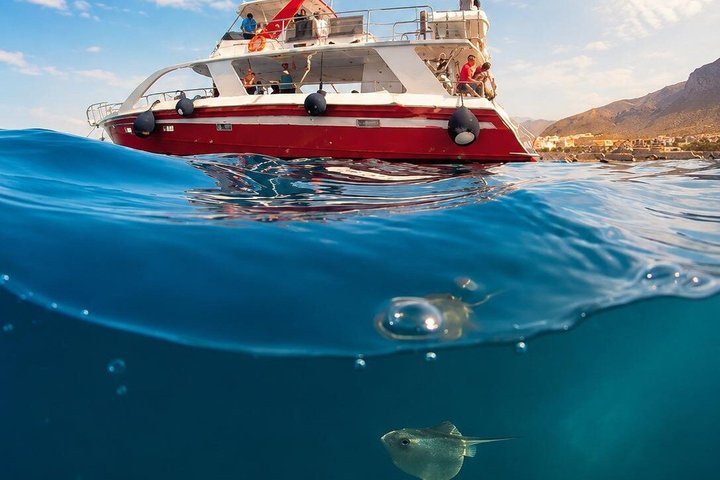 Tenerife Ecoyacht Tour for Whale Watching