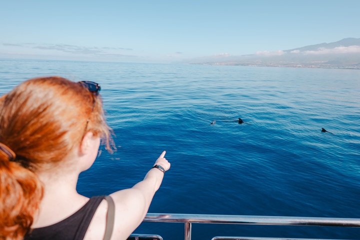 Tenerife Ecoyacht Tour for Whale Watching