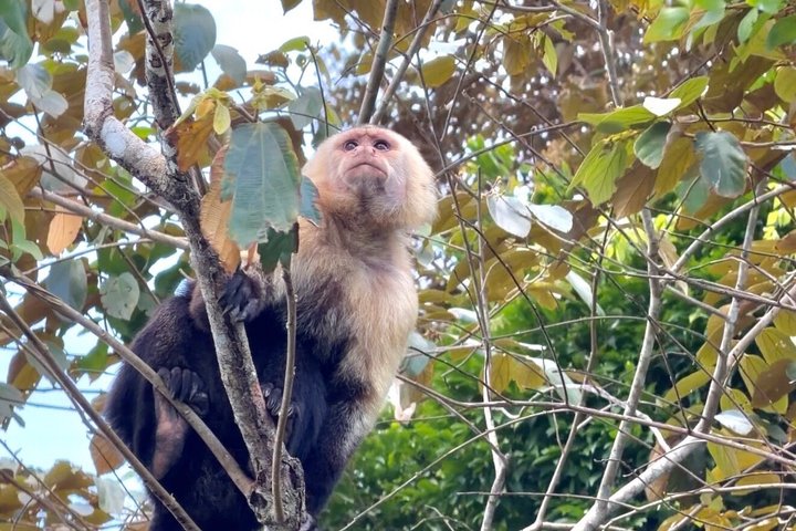 Explore Panama Canal and Gatun Lake with Rainforest Jungle Walk