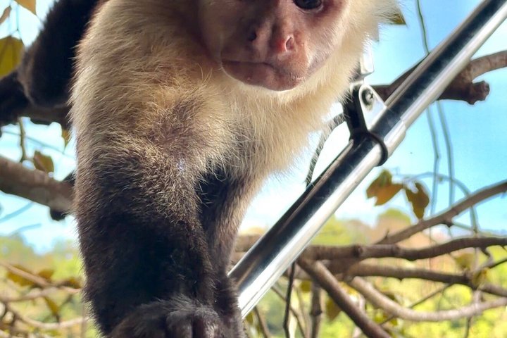 Explore Panama Canal and Gatun Lake with Rainforest Jungle Walk