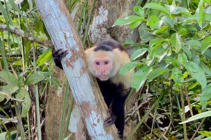 Explore Panama Canal and Gatun Lake with Rainforest Jungle Walk