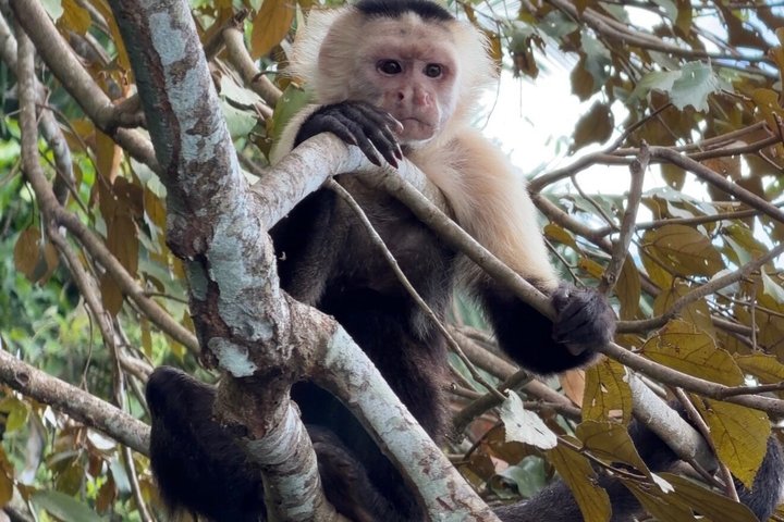 Explore Panama Canal and Gatun Lake with Rainforest Jungle Walk