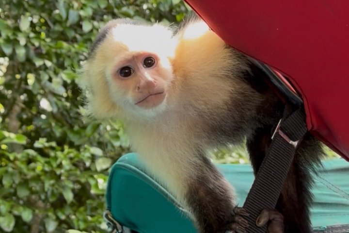 Explore Panama Canal and Gatun Lake with Rainforest Jungle Walk