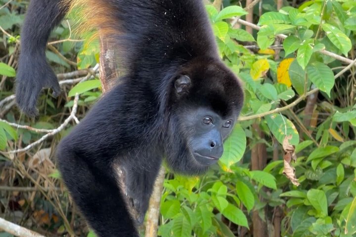 Explore Panama Canal and Gatun Lake with Rainforest Jungle Walk