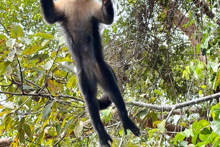 Explore Panama Canal and Gatun Lake with Rainforest Jungle Walk
