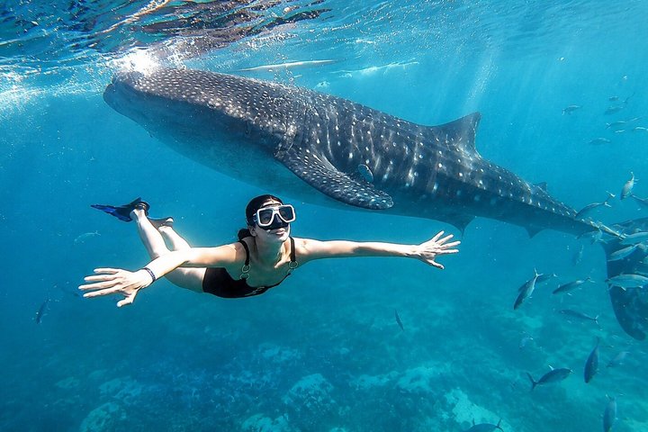 Cebu: Oslob Whale Shark Swimming & Kawasan Falls Canyoneering