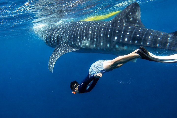 Cebu: Oslob Whale Shark Swimming & Kawasan Falls Canyoneering
