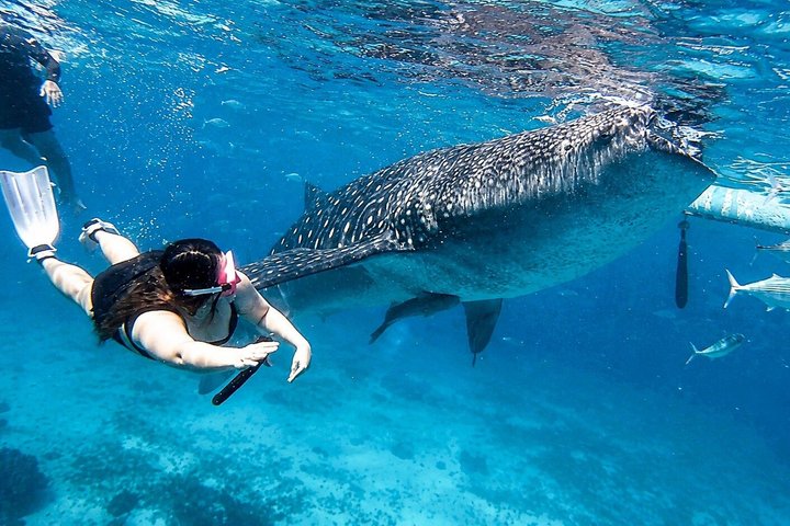 Cebu: Oslob Whale Shark Swimming & Kawasan Falls Canyoneering
