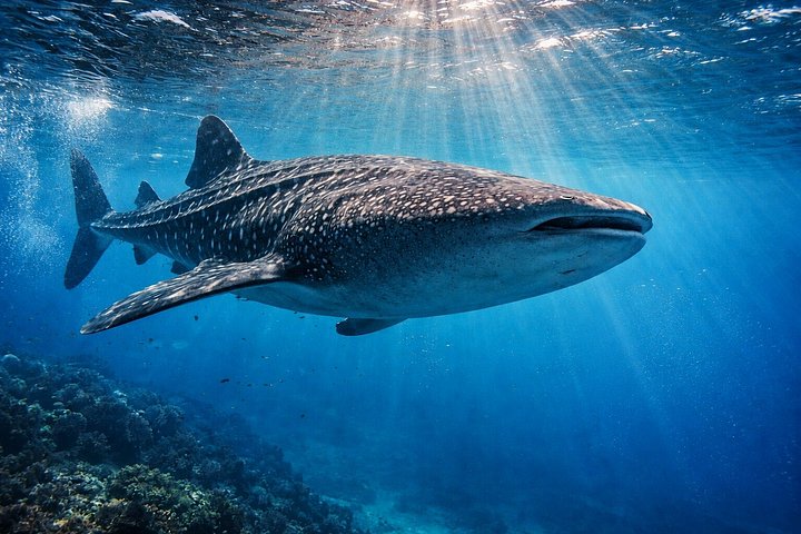 Cebu: Oslob Whale Shark Swimming & Kawasan Falls Canyoneering