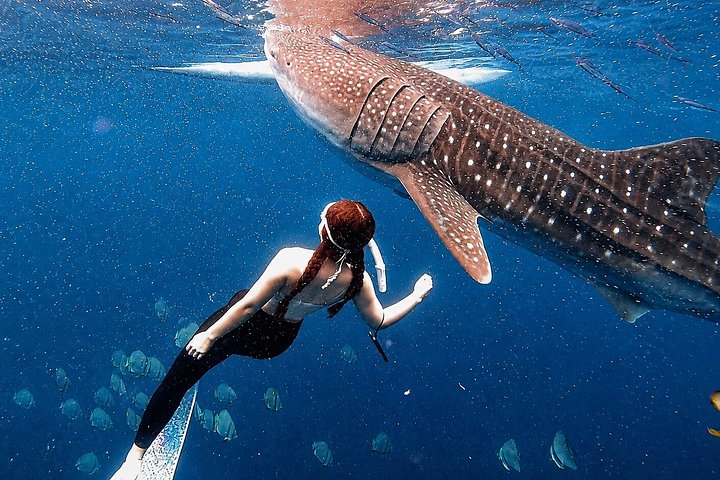 Cebu: Oslob Whale Shark Swimming & Kawasan Falls Canyoneering
