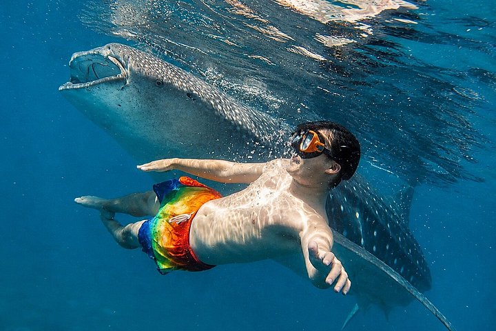 Cebu: Oslob Whale Shark Swimming & Kawasan Falls Canyoneering