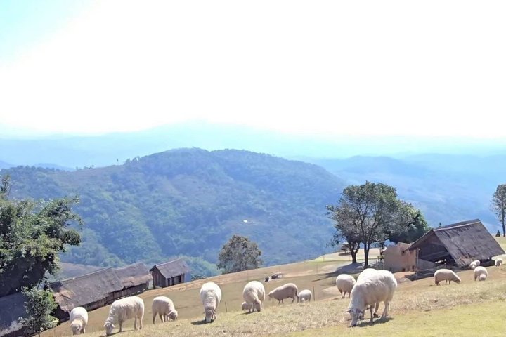 Chiang Rai to Chiang Mai Private Scenic Transfer Tour