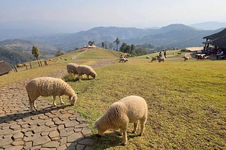 Chiang Rai to Chiang Mai Private Scenic Transfer Tour
