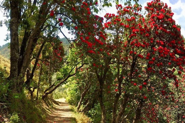 Discover Mussoorie: Private Guided Sightseeing Tour of Mussoorie