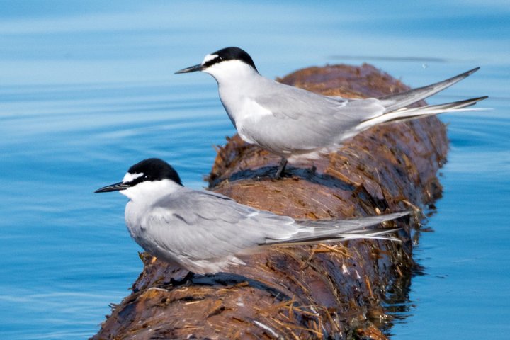 3 Hour Scenic Birding Cruise