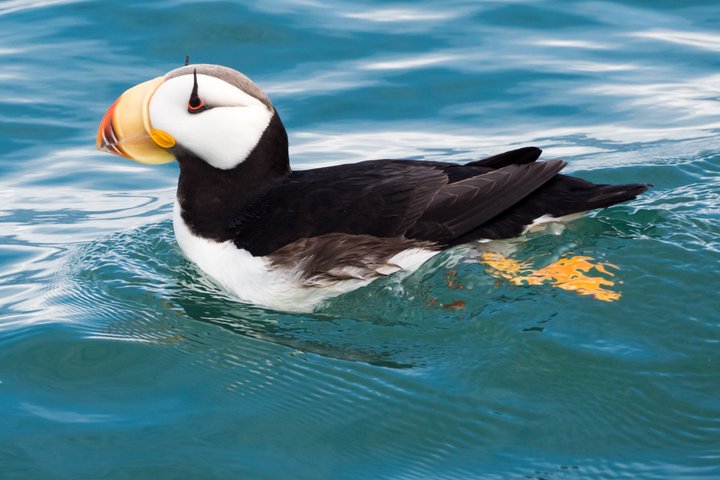 3 Hour Scenic Birding Cruise