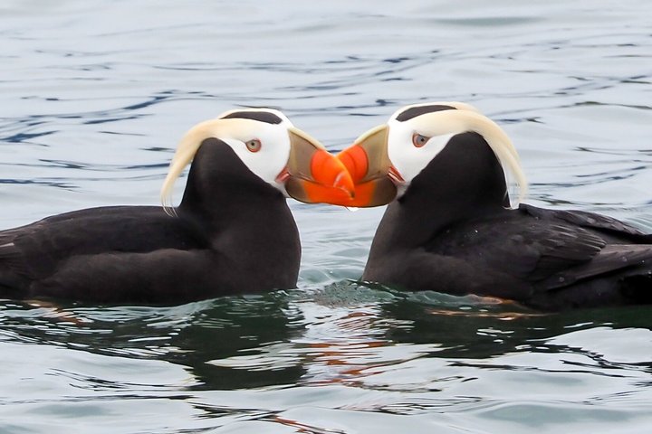 3 Hour Scenic Birding Cruise
