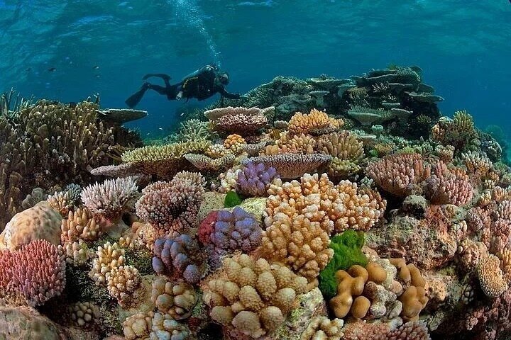 Abu Dabbab Full Day Snorkeling with Turtles & Dugong – Hurghada
