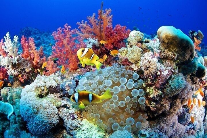 Abu Dabbab Full Day Snorkeling with Turtles & Dugong – Hurghada