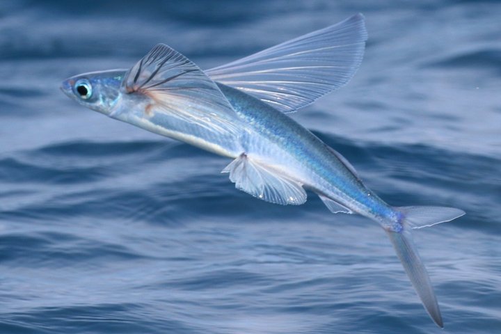 Catalina Nighttime Flying Fish and Undersea Adventure Cruise